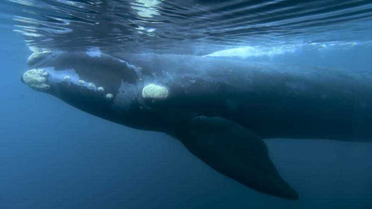 In this Oct. 11, 2017 file photo, a Southern right whale glides in the waters off El Doradillo Beach, Patagonia, Argentina.