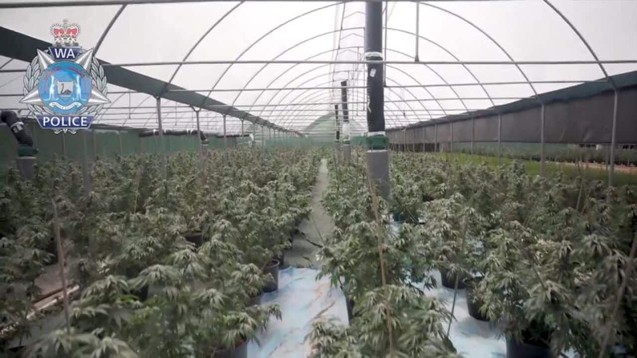 Detectives from the Organised Crime Squad conducted a search warrant at a property in Red Gully, finding 14 commercial scale greenhouses being used to grow 7500 cannabis plants.