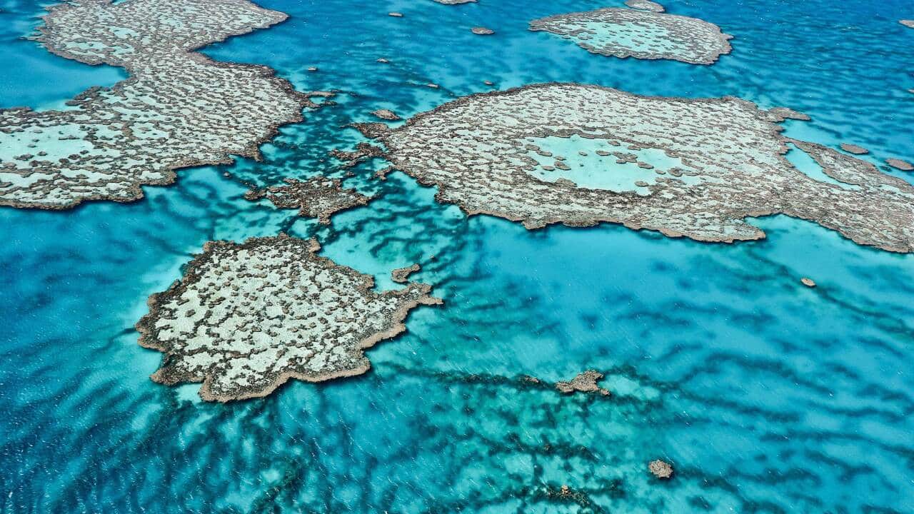 The Great Barrier Reef