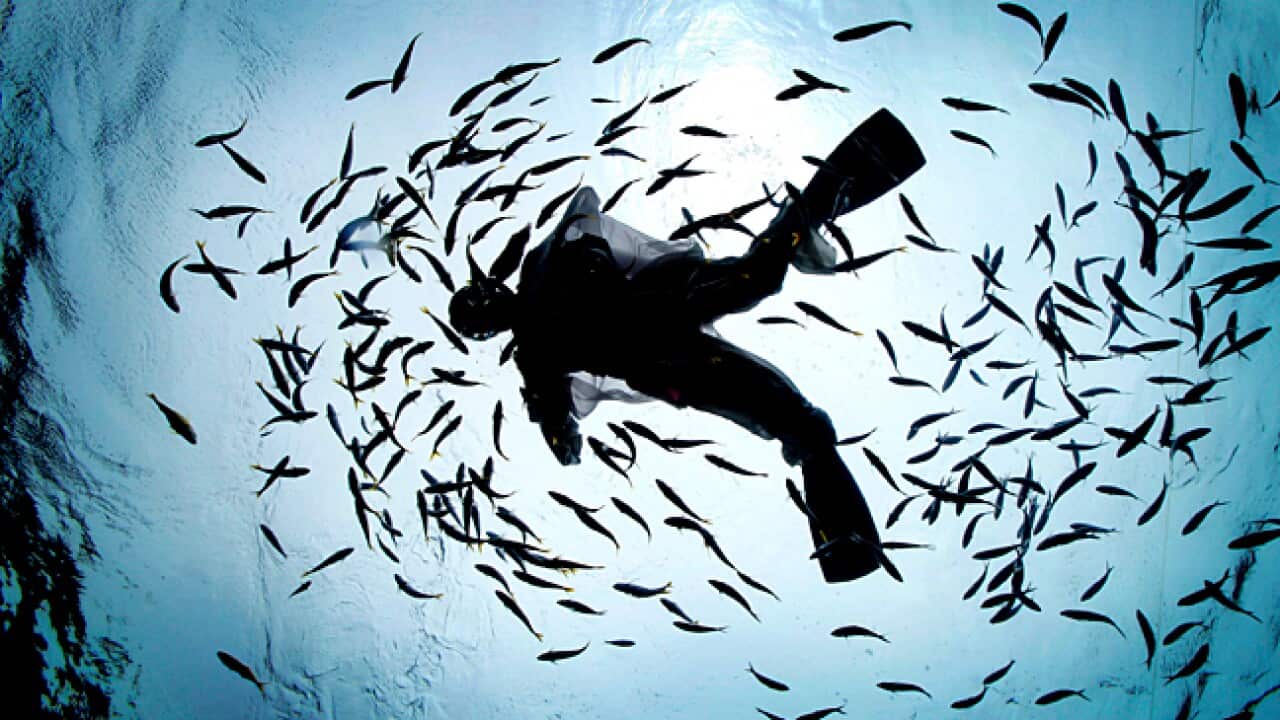 japan_fish_L_101125_aap_53686508