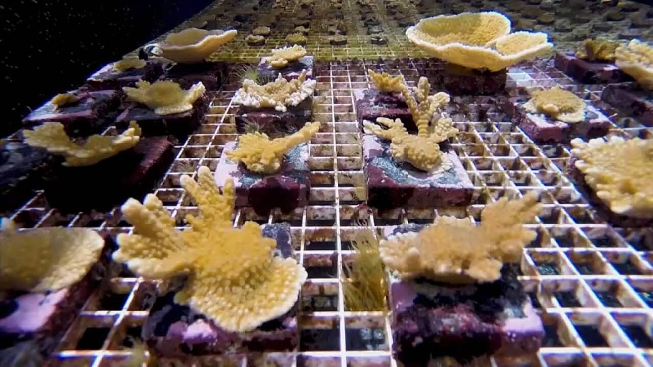Some of the 'assisted evolution' coral in the lab