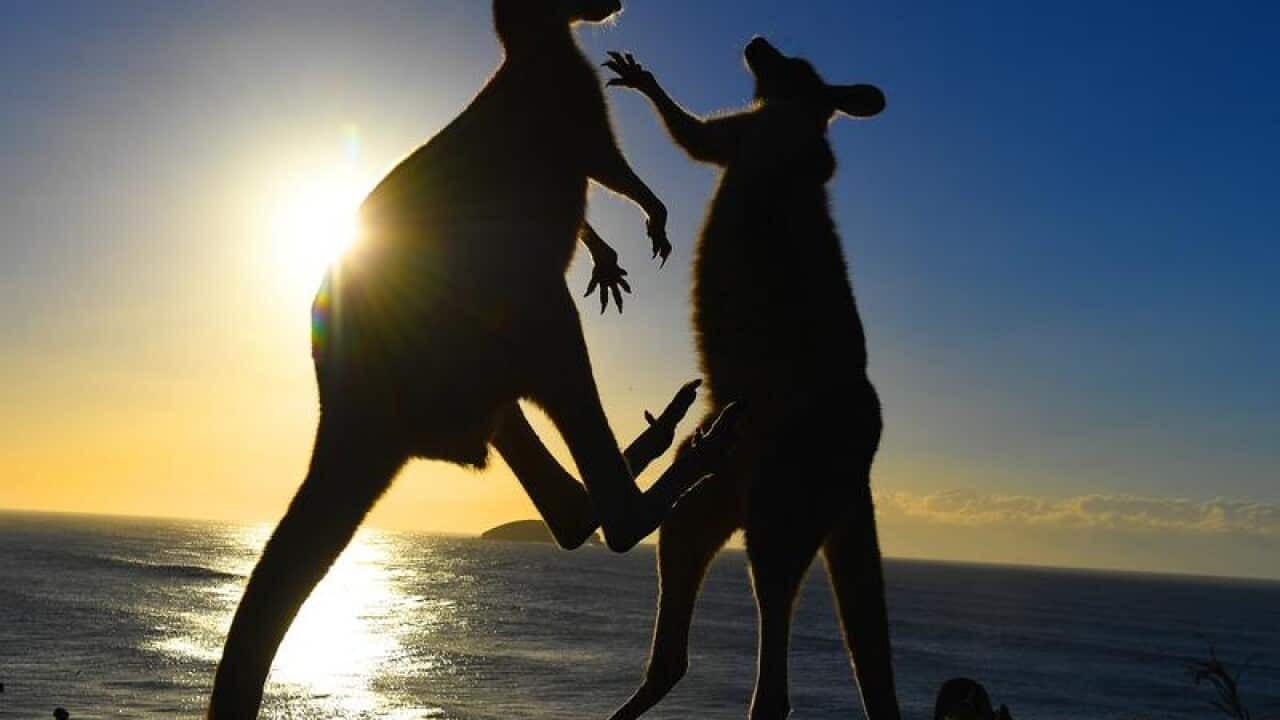 Eastern grey kangaroos