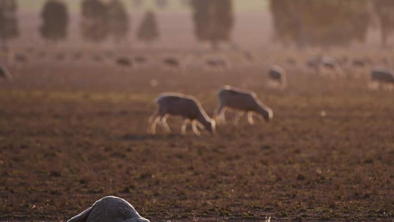 A dead sheep among a mob of sheep grazing on drought lands at Parkes.