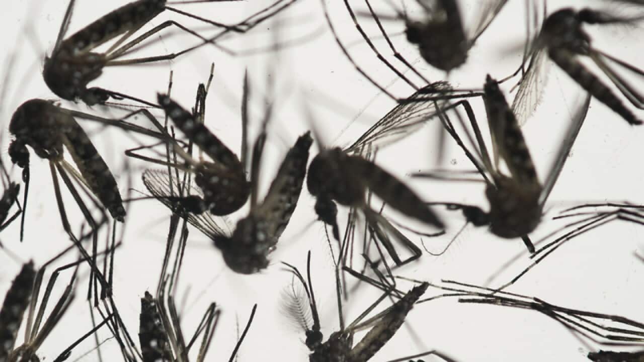 Samples of Aedes aegypti mosquitoes