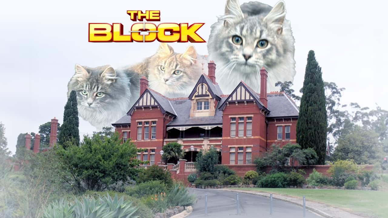The Main Problem The Block's contentious Jacksons Hill site has a feral cat problem
