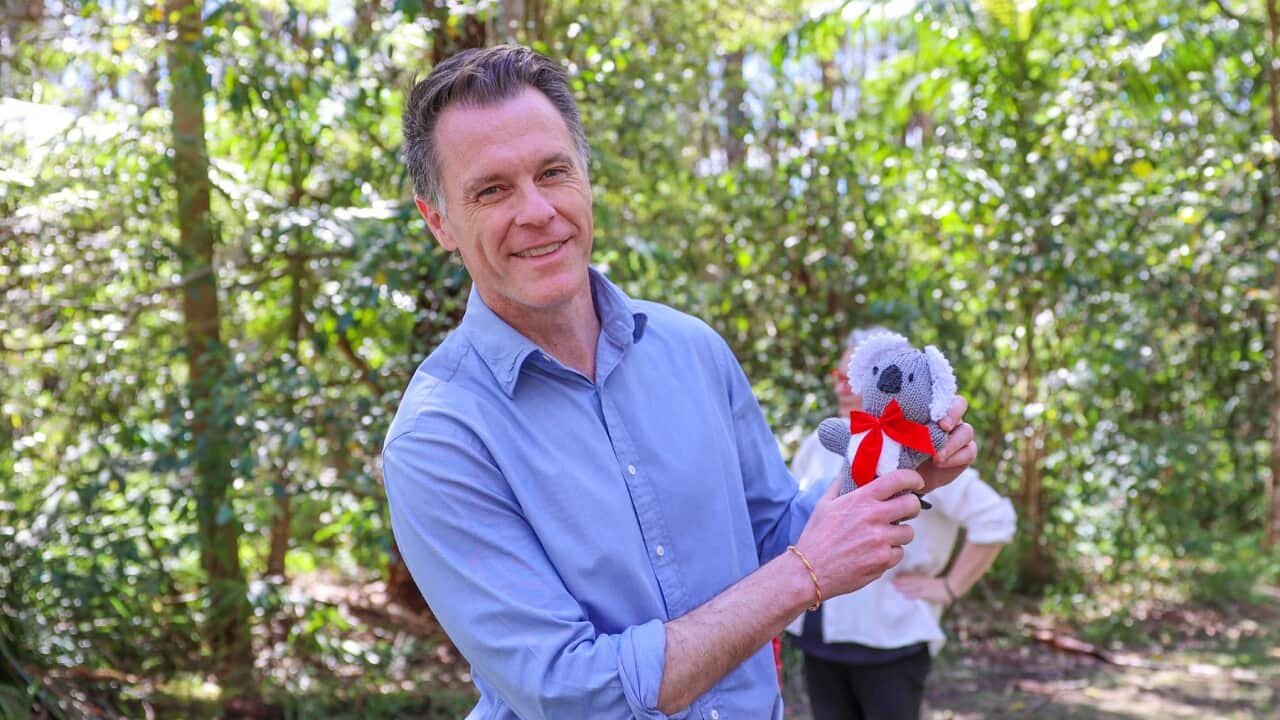 THE GREAT KOALA NATIONAL PARK