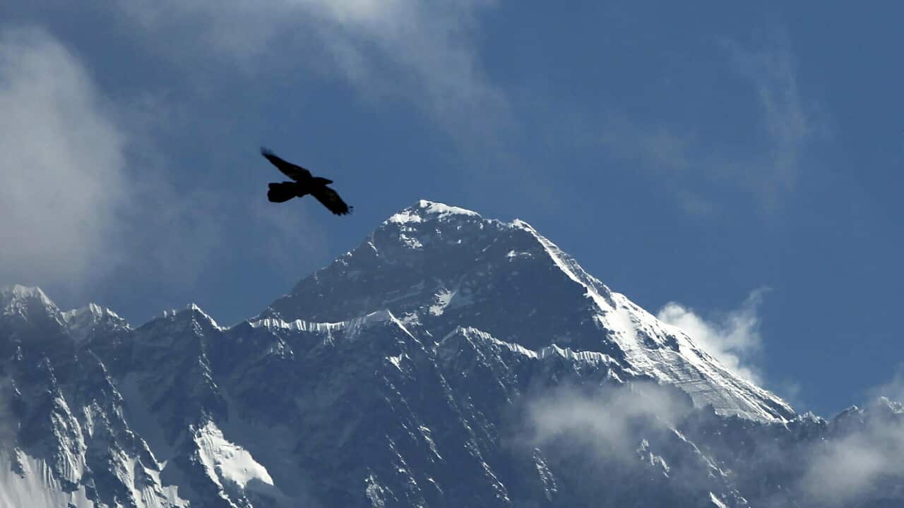 A hawk flies past with Mount Everest in the background.
