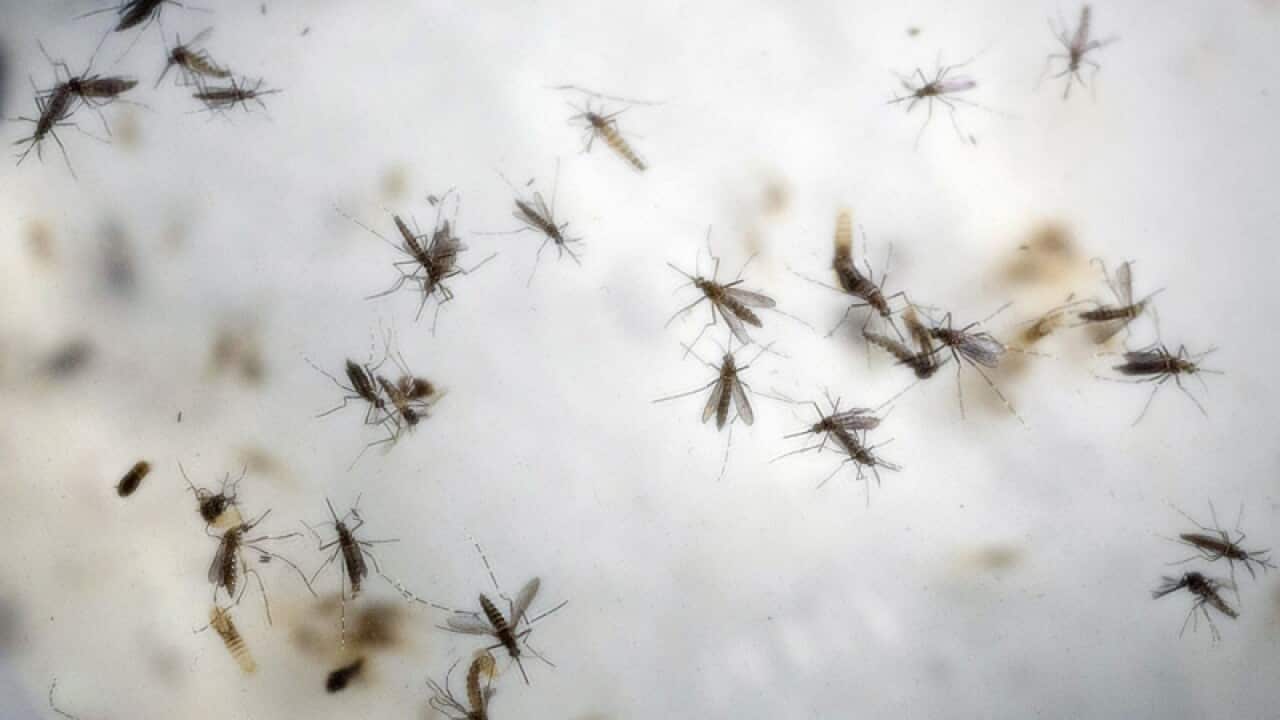 Aedes aegypti mosquitoes.