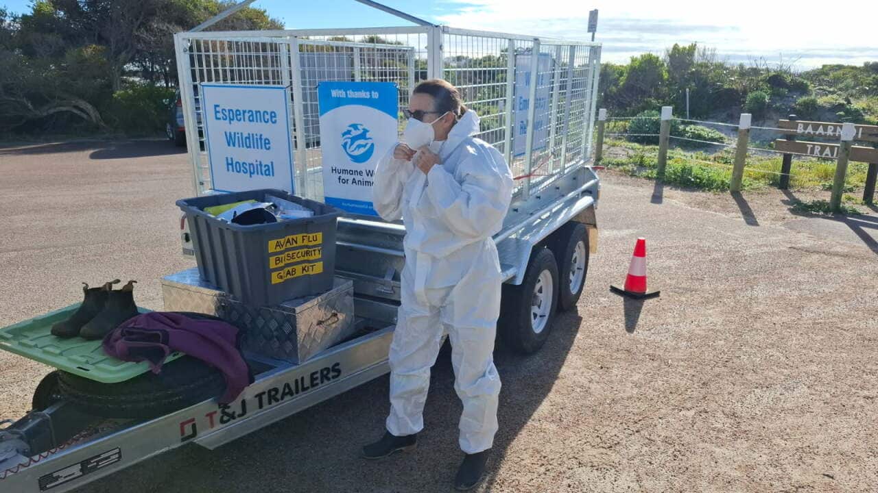 BIRD FLU VIRUS