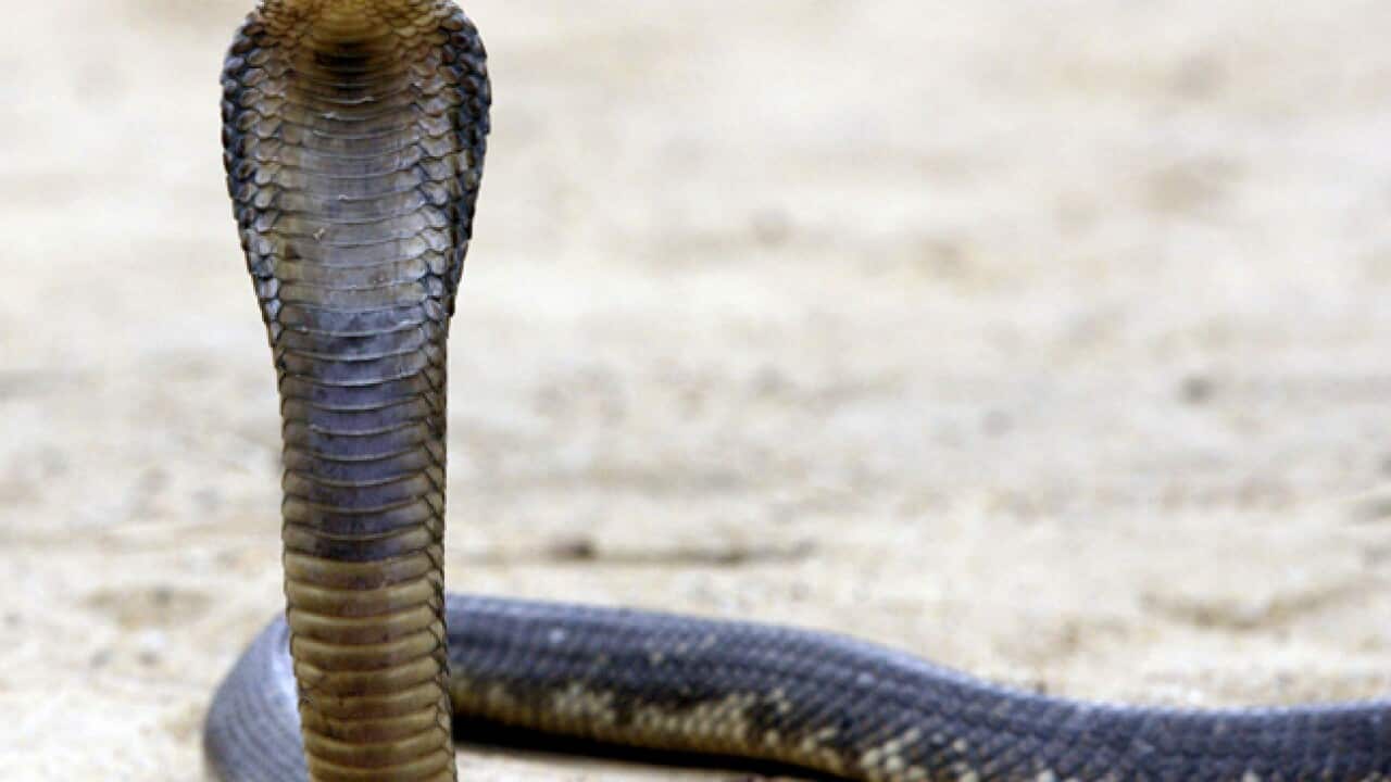 Egyptian-Cobra_010411_B_Getty_1774601788