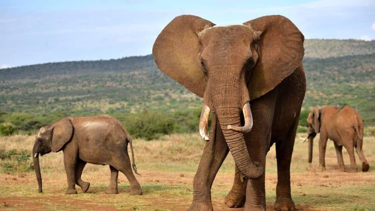 Elephants