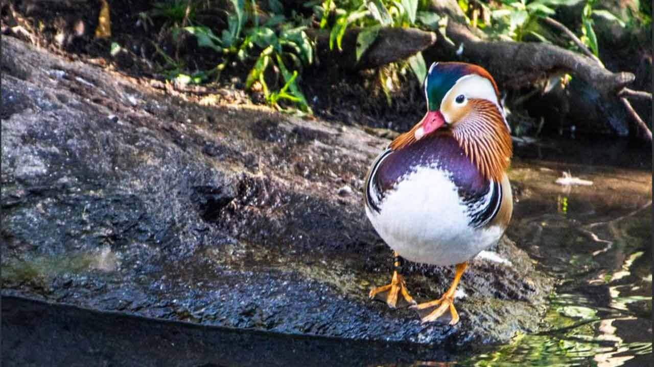 The Central Park Pond has a new visitor.