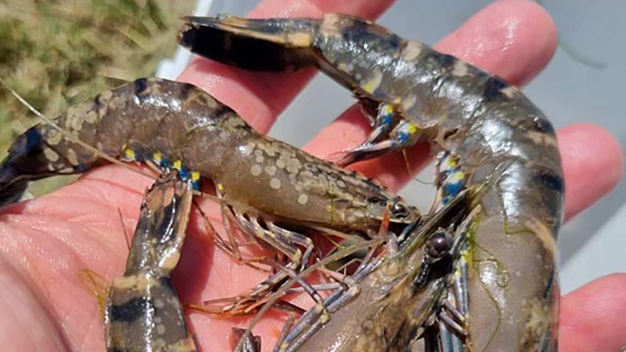 WHITE SPOT PRAWN INFECTION