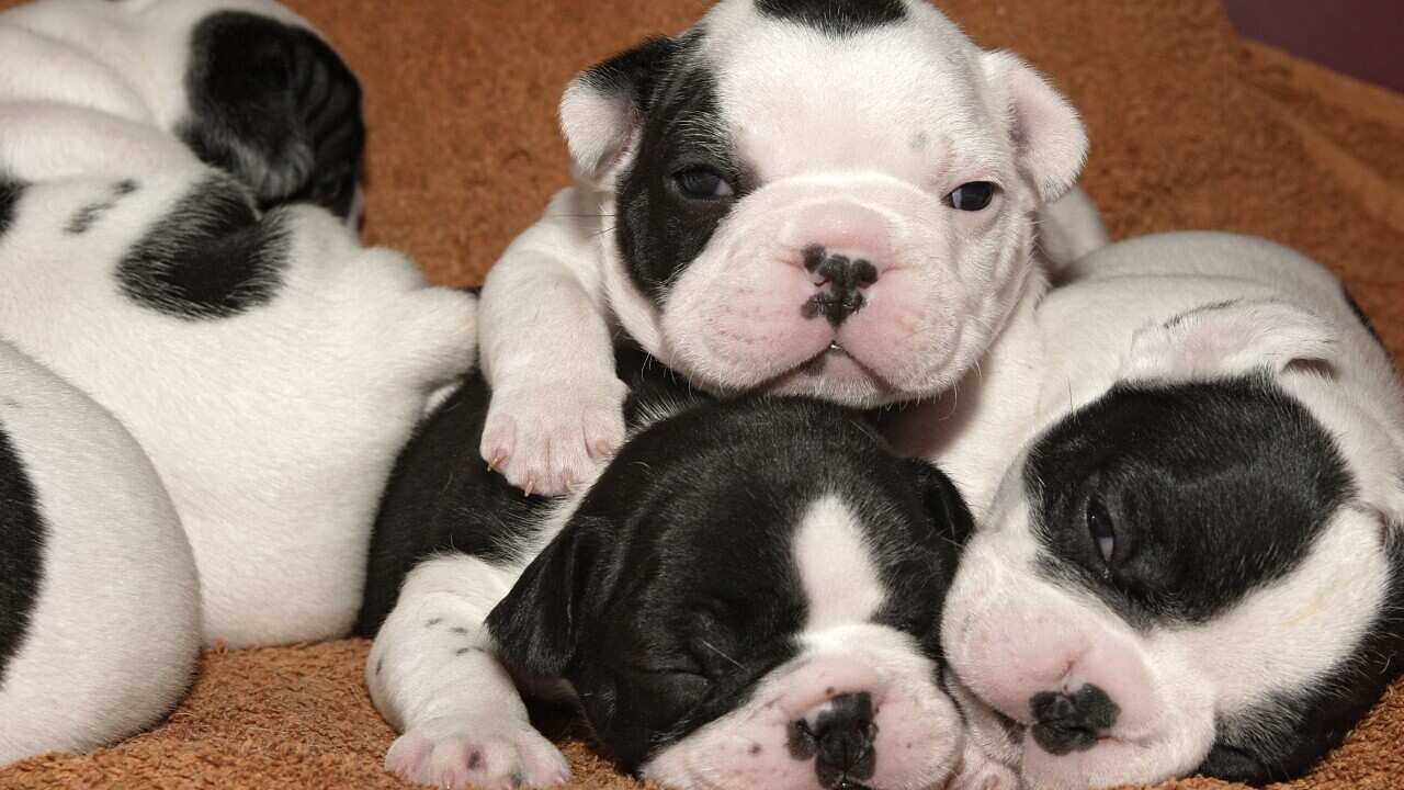 Ten-day old French Bulldog puppies (AAP/Mary Evans/Ardea/M. Watson)
