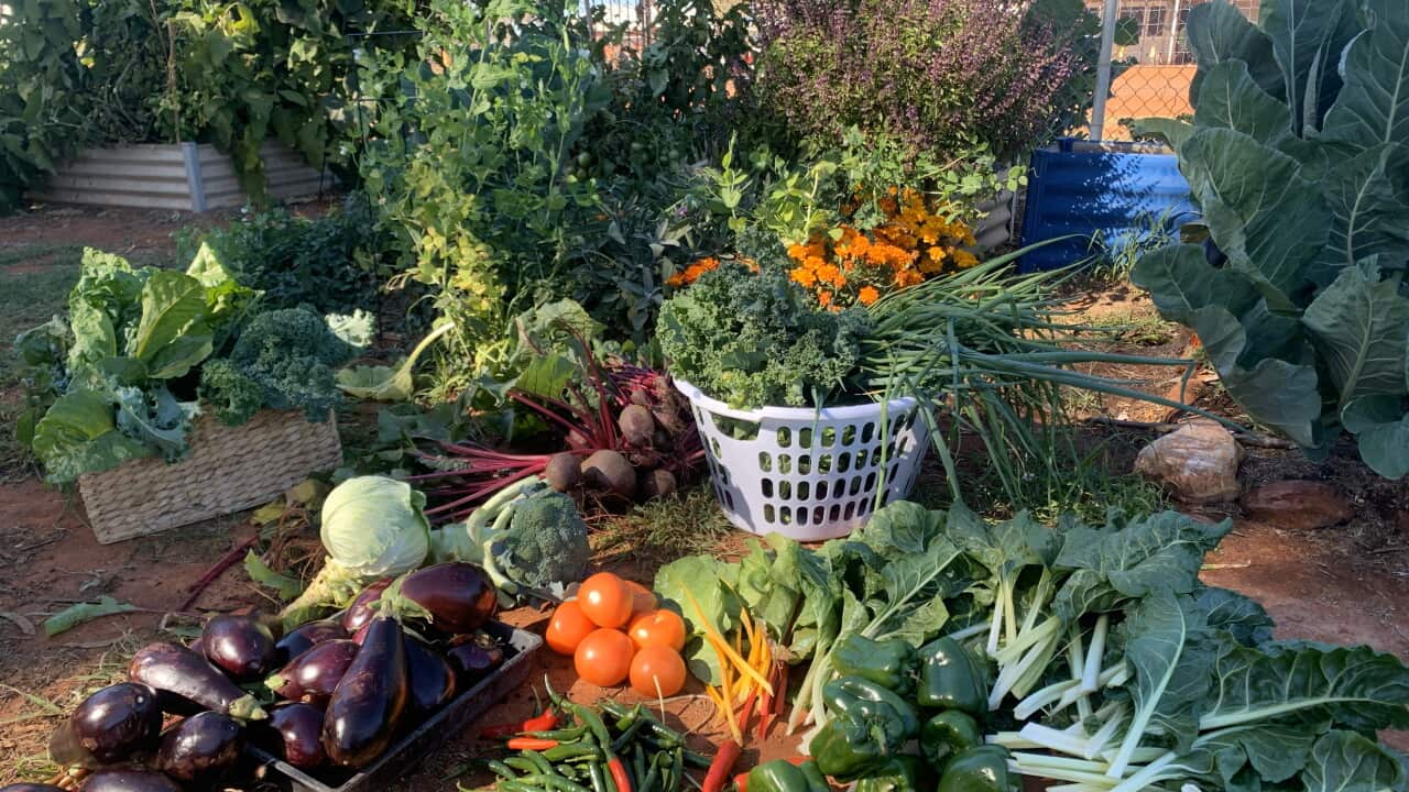20250624_AmpilatwatjaHarvest.jpg