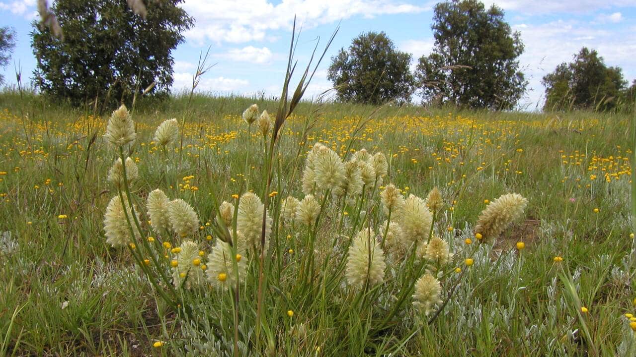 Pussy tail (Ptilotus microcephalus) and Common Everlasting (Chrysocephalum apiculatum on western Victorian roadside: Credit Ryan Chisholm