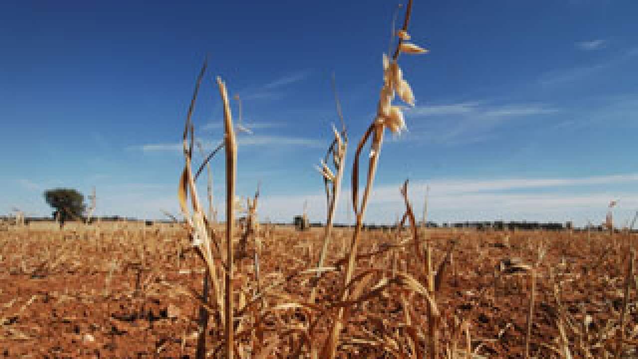 Drought grain crop