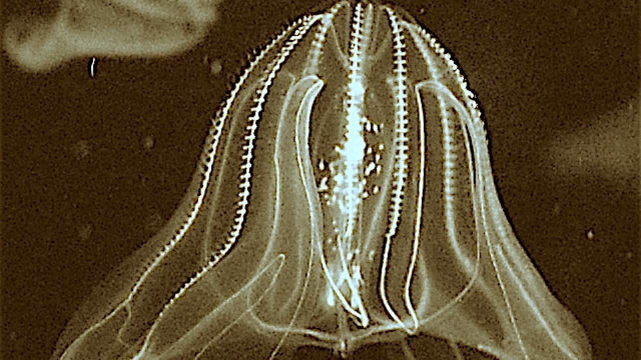 Sea walnut (Mnemiopsis leidyi) at the New England Aquarium, Boston MA