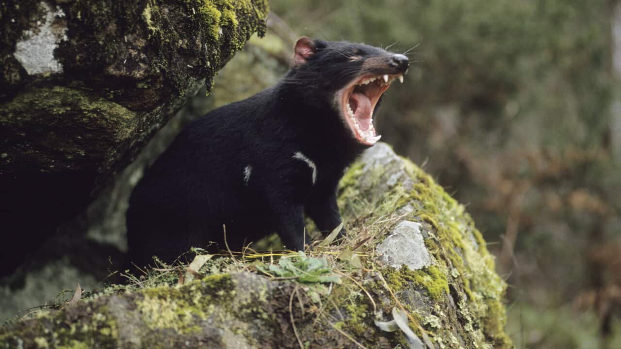 Tasmanian Devil - with mouth wide open