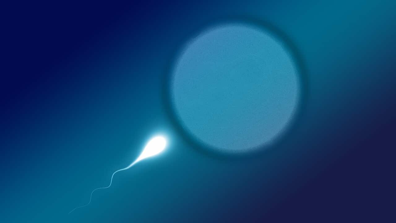 sperm