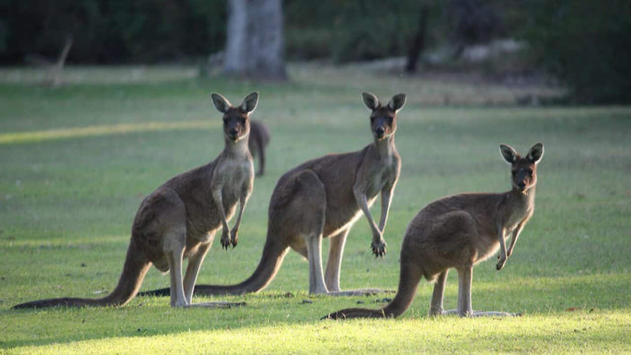 Kangaroo, Australia