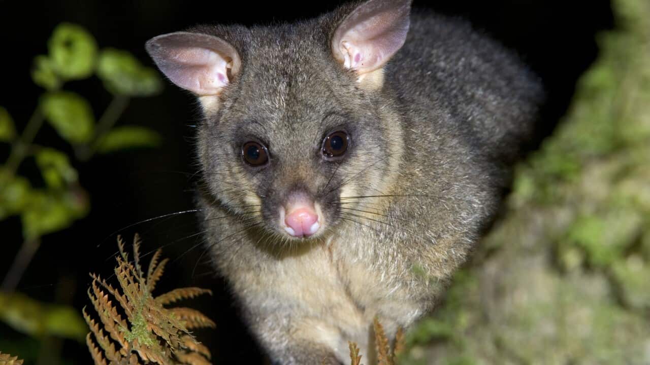 Brush-tail Possums oder Fuchskusus leben auch in Franken