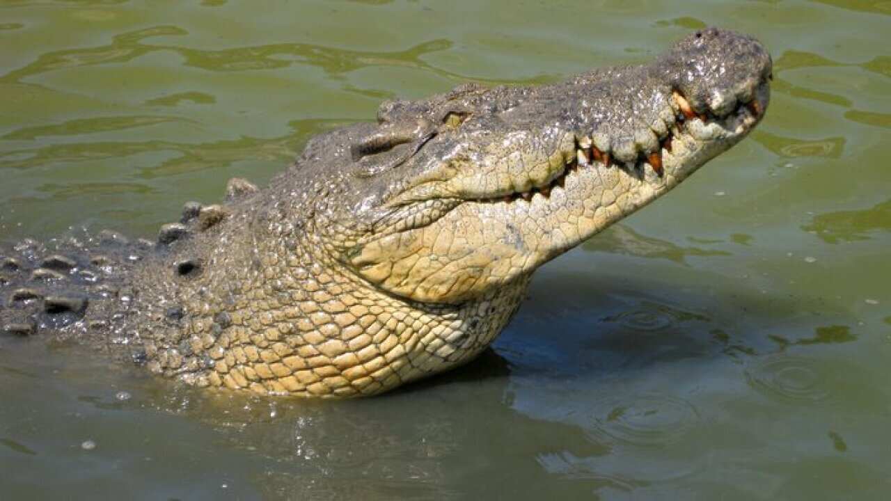 Crocodiles seen at Koorana Crocodile Farm in Rockhampton, Sept. 7, 2009. A tour of Rockhampton's Koorana Crocodile Farm lets you get up close and personal with its reptilian residents. (AAP Image/Jessica Marszalek) NO ARCHIVING