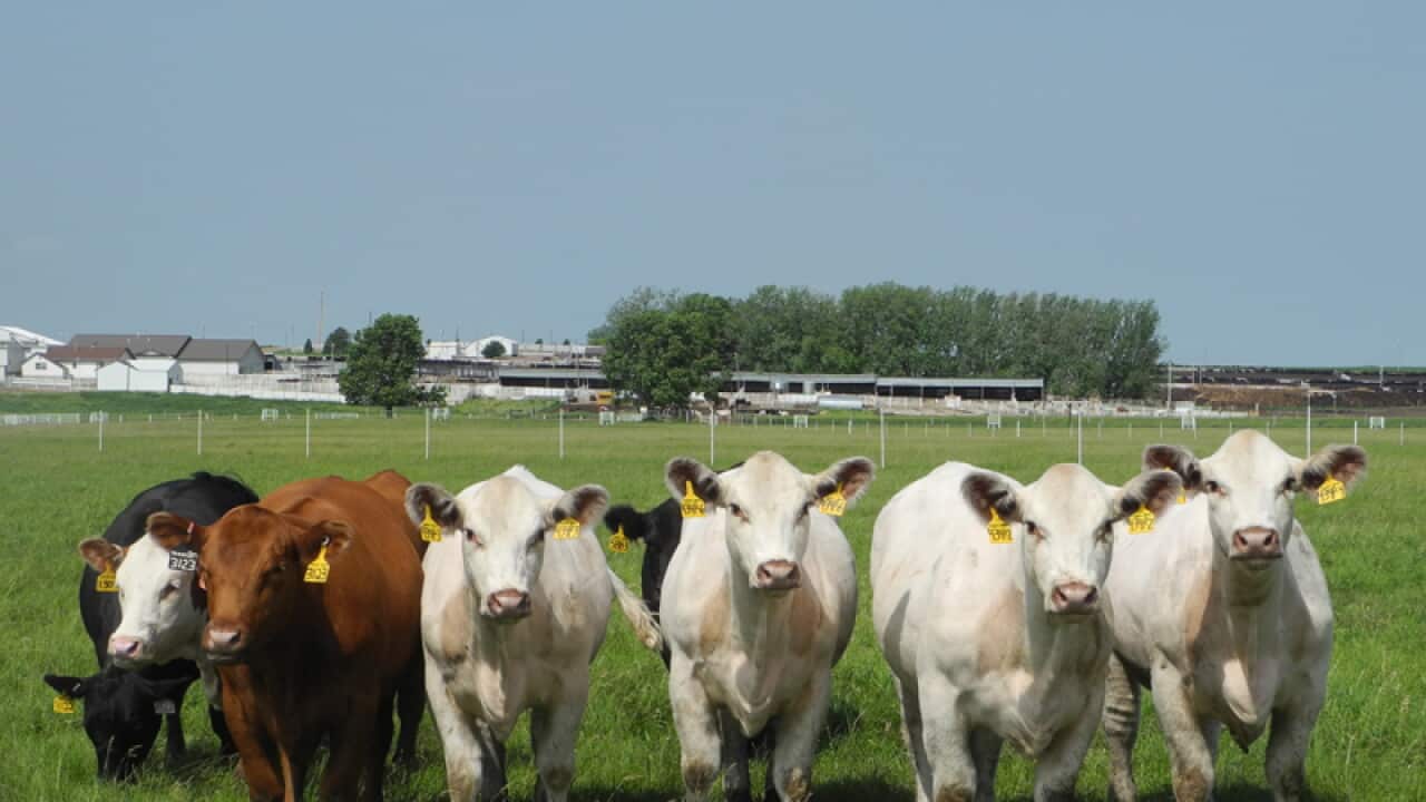 Four white heifers produced using cloning technology