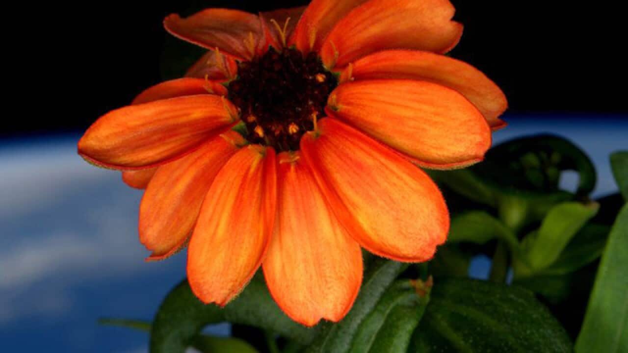 A zinnia flower out in the sun at the International Space Station