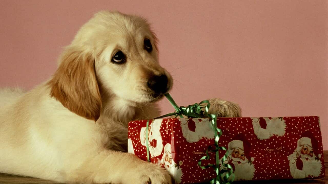 Pets are for life - not just for the holiday.