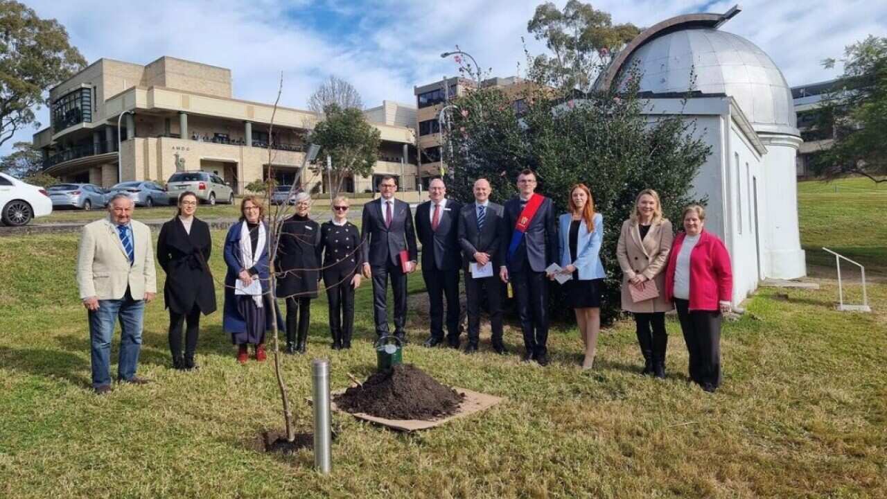 Tree of Peace, Slovakia, Saint Ignatius College