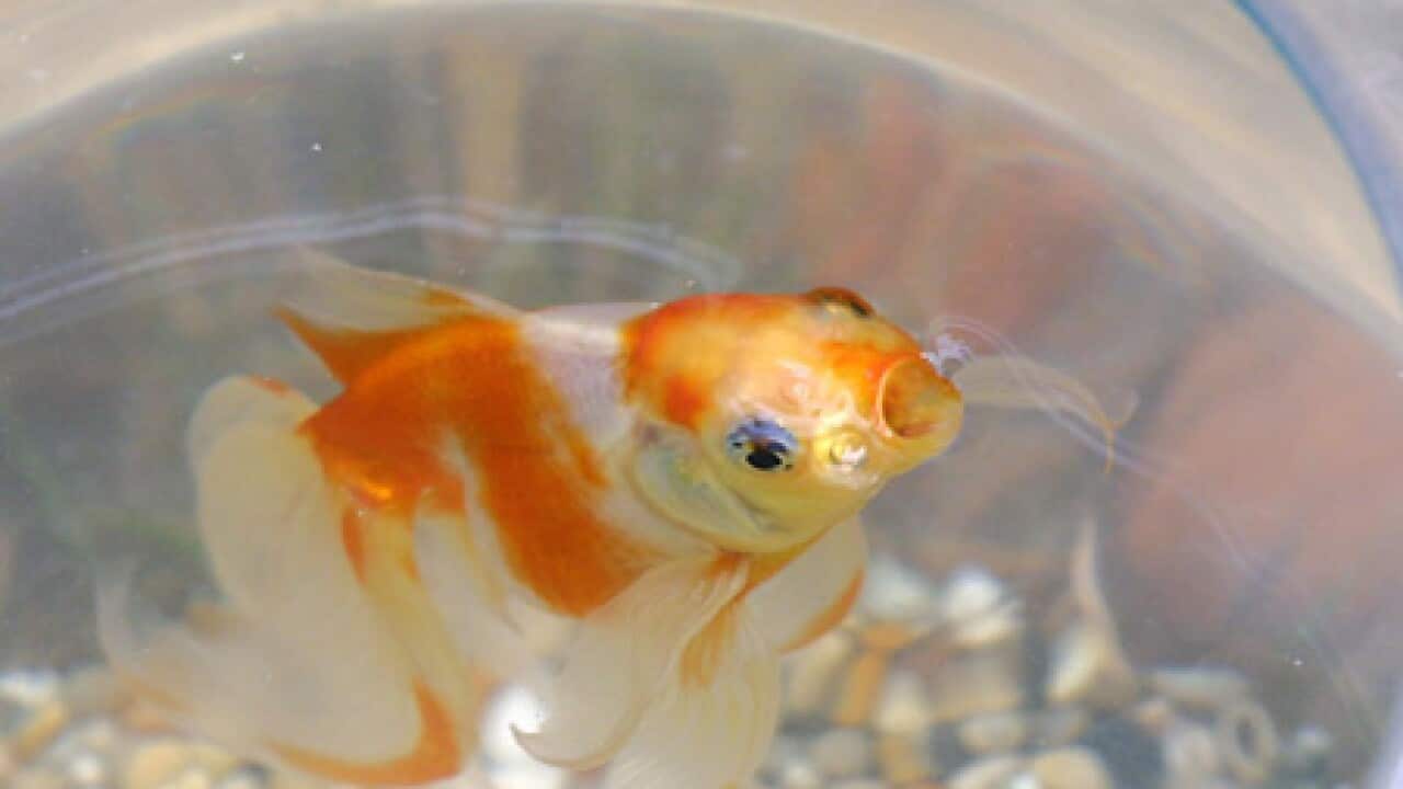 Goldfish_bowl_generic_Getty_100922_B_1966032182
