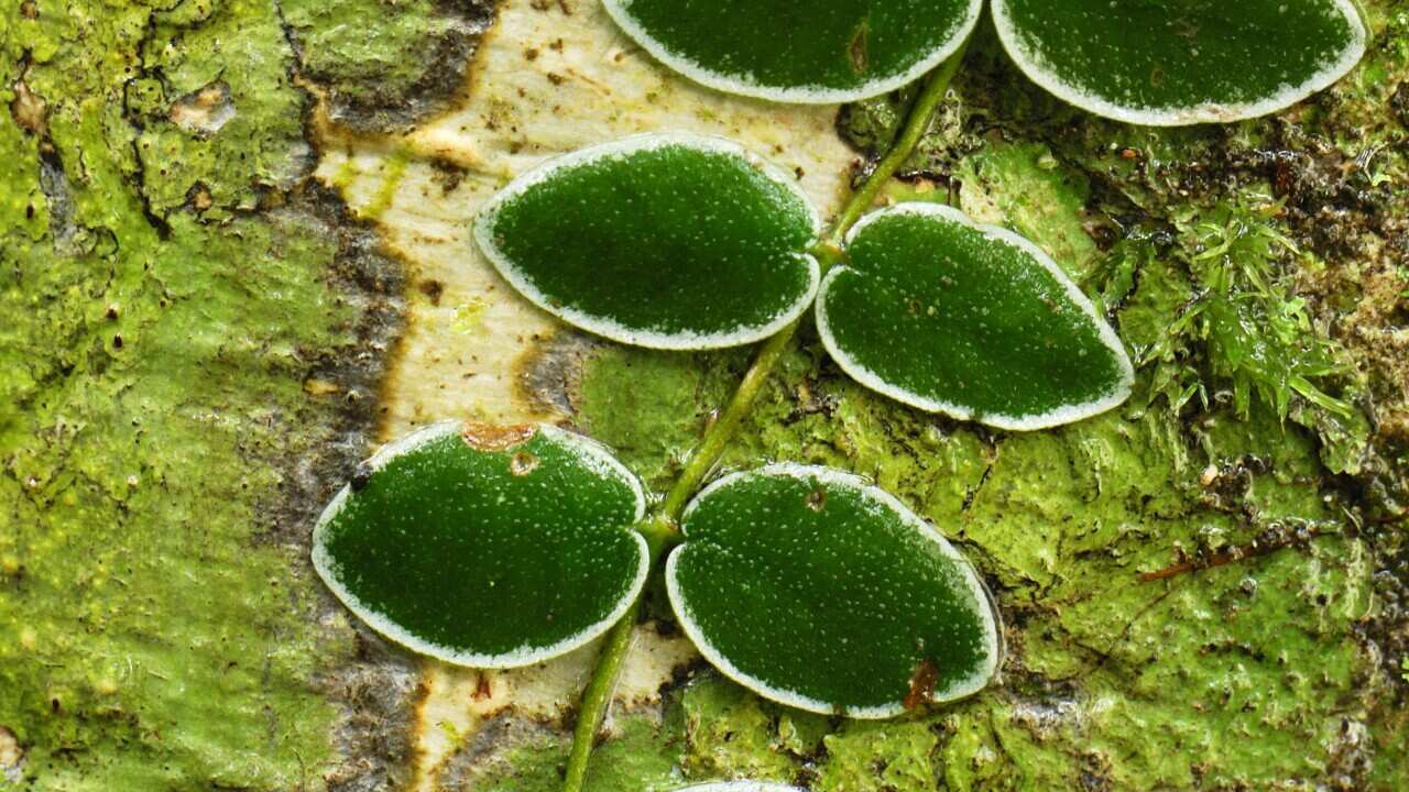 Climbing plant on a tree