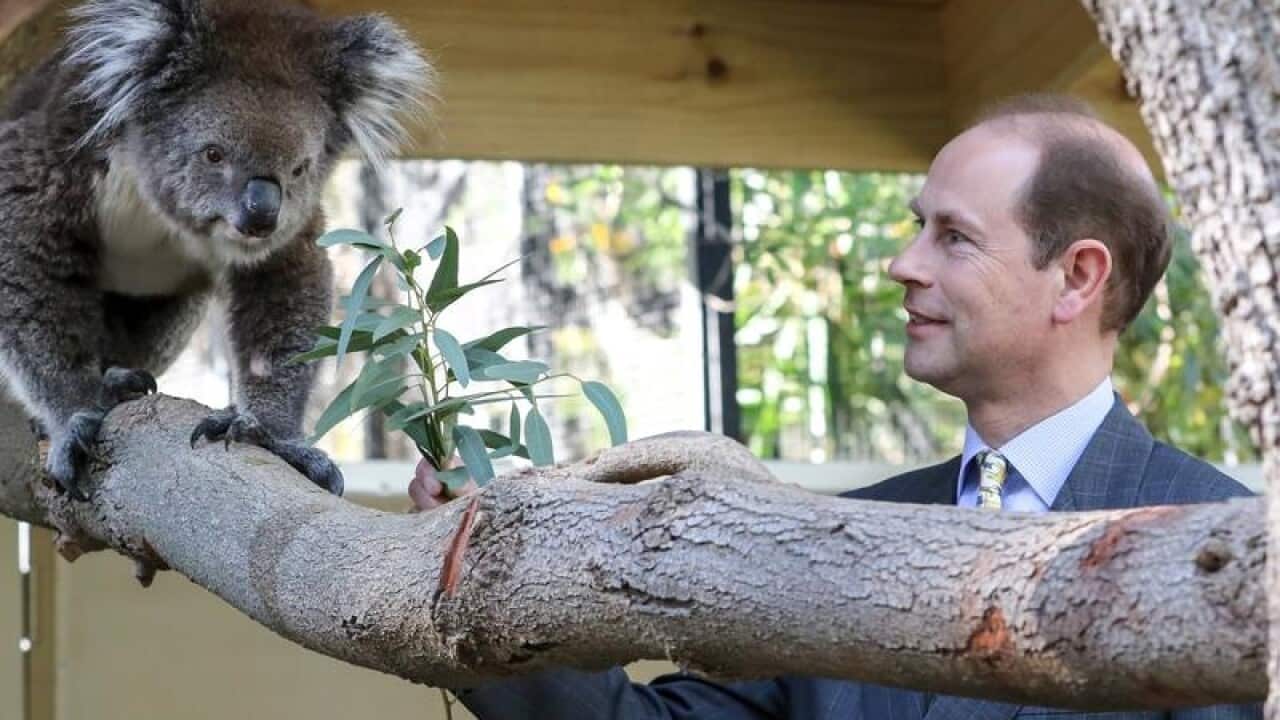 Prince Edward with a koala at Adelaide Zoo