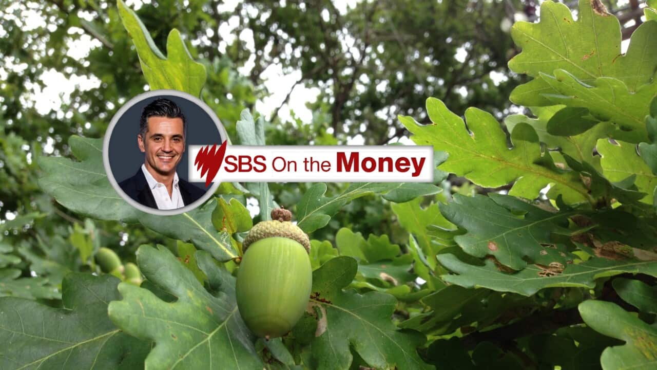 On the Money - Acorn, growth, foundations (SBS).jpg