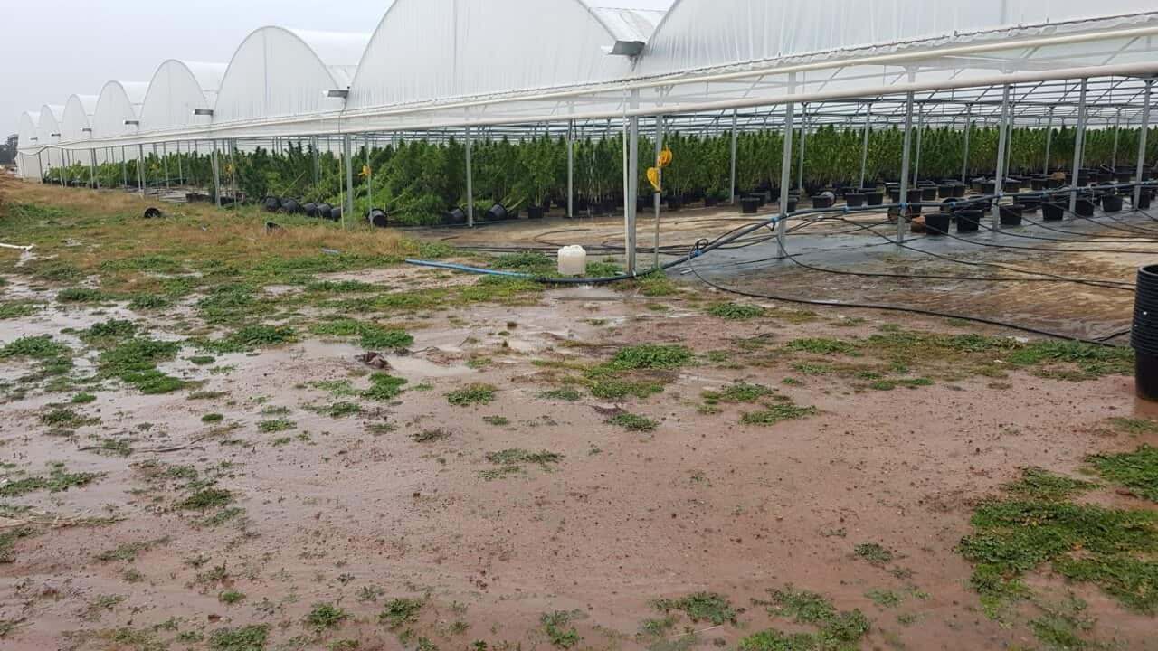 Police located a number of large greenhouses being used for cannabis cultivation at Trundle.