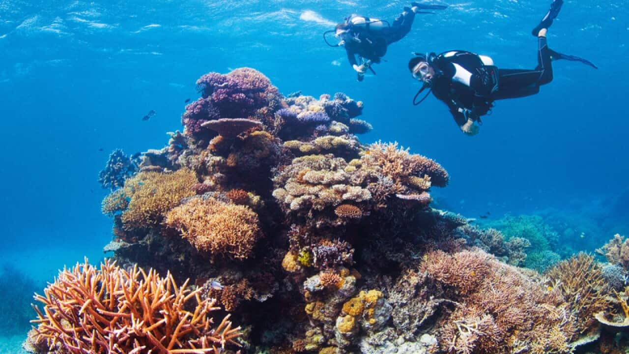 Divers explore the Great Barrier Reef
