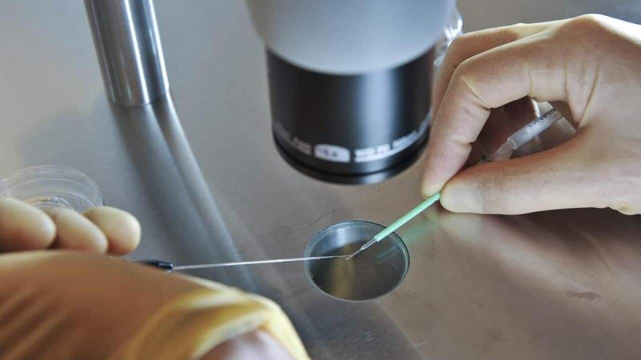 A scientist at work during an IVF process