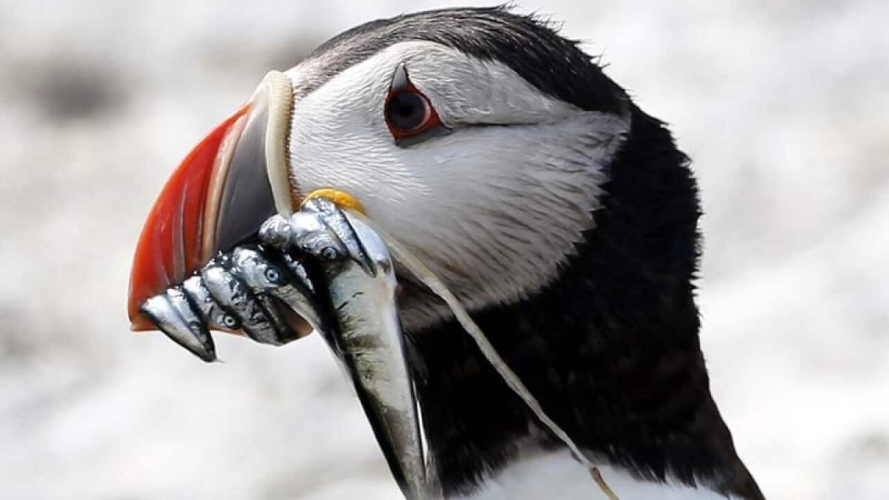 Puffins are among species facing population loss, a new report warns.