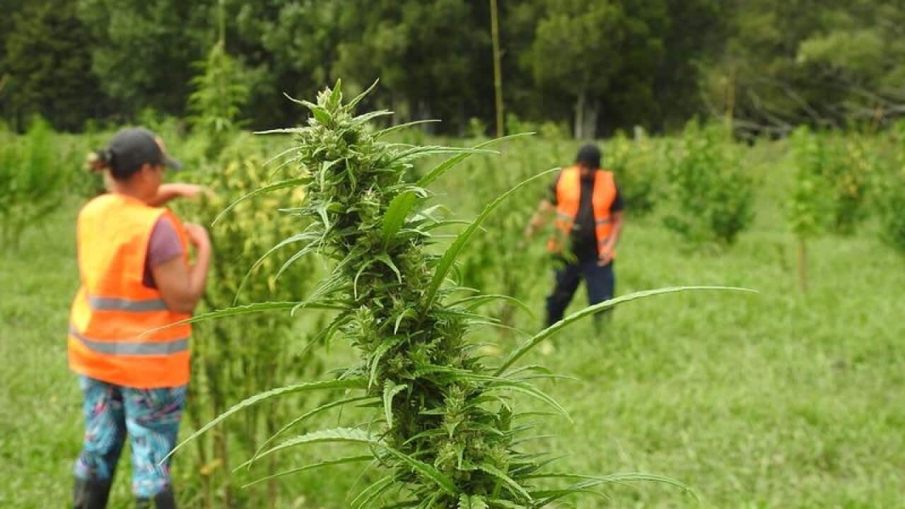 Hikurangi Cannabis