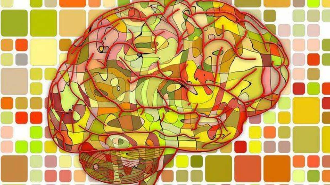 Brain - Public Domain