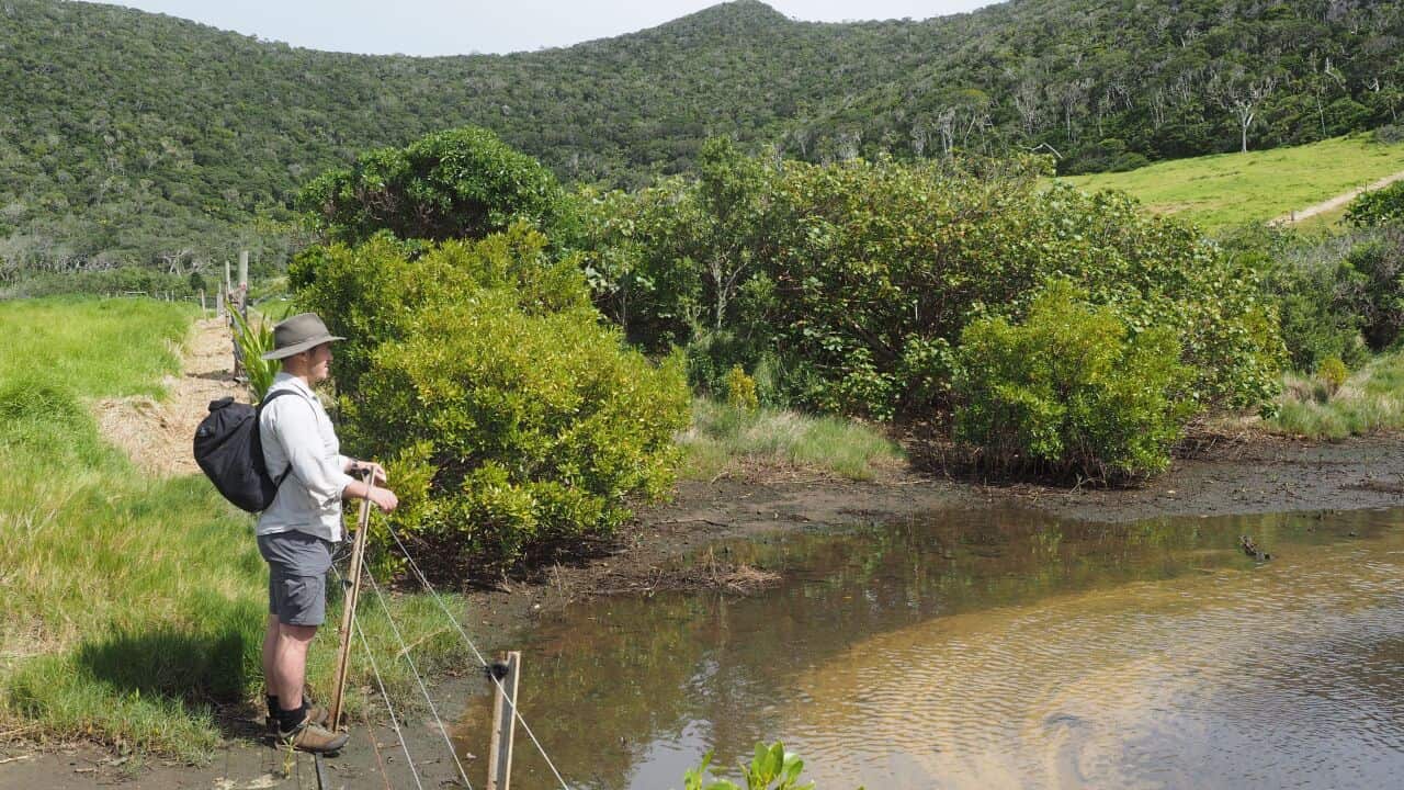 Lord Howe Island Lagunaria Swamp Forest NPWS