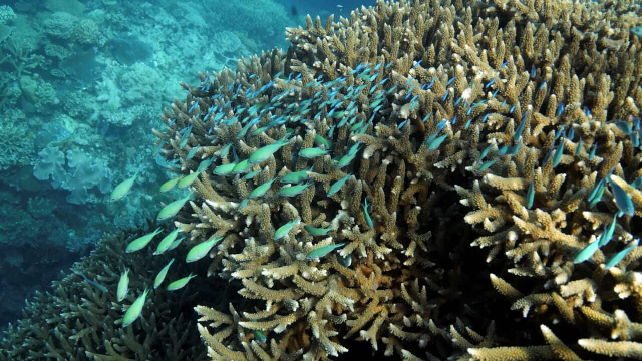 Un banco di cromidi blu-verdi nuota sopra i coralli a Moore Reef, nel Gunggandji Sea Country, al largo della costa del Queensland.