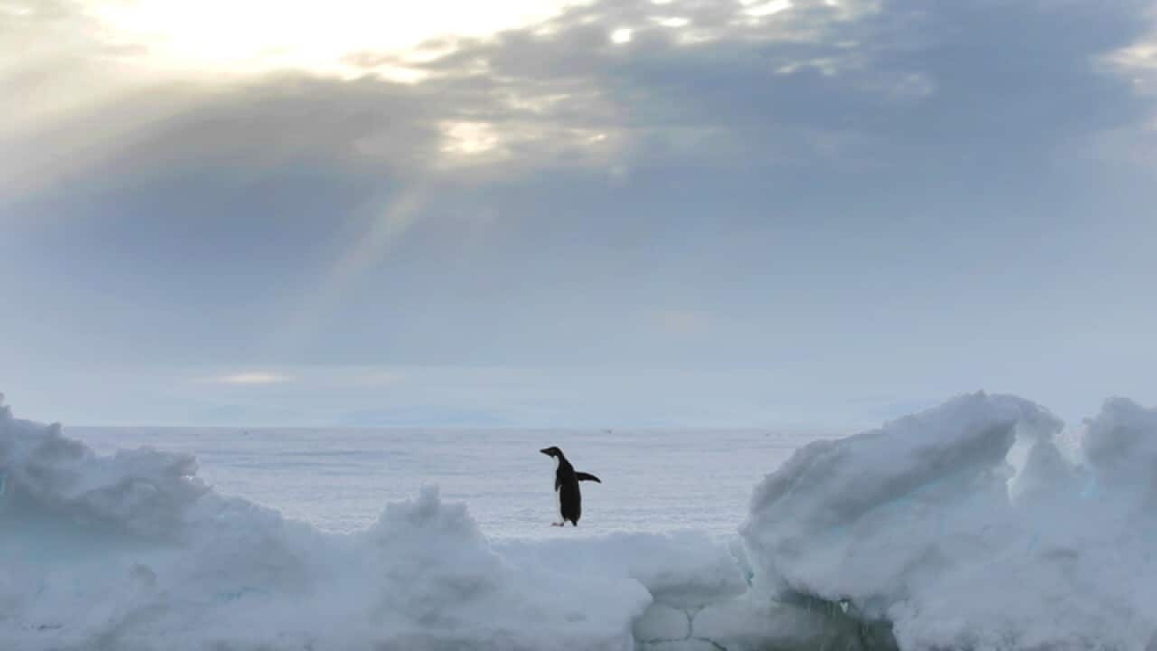 An Adelie penguin at the edge of fast ice in Commonwealth Bay