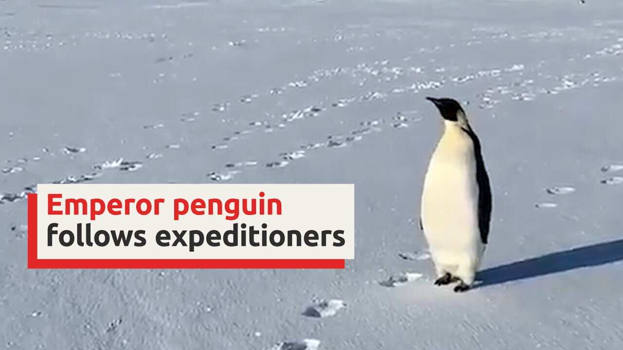 Lone emperor penguin in close step with Australian Antartic Division scientists