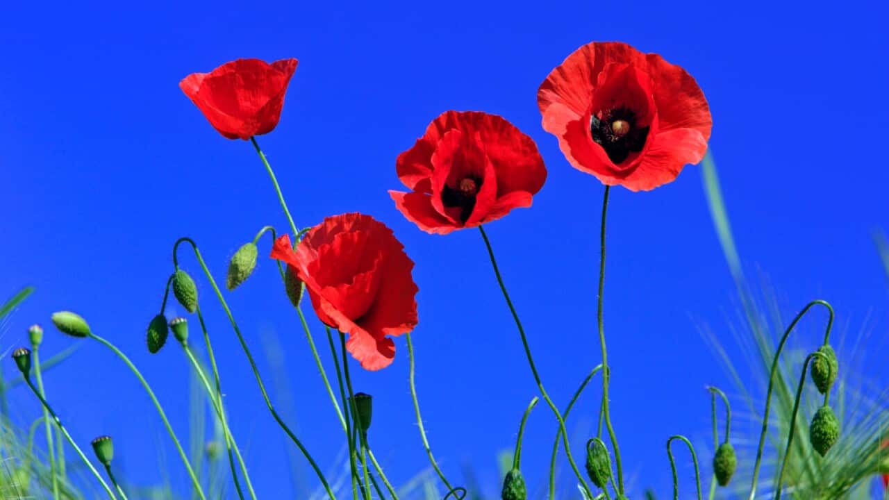Common Poppy - flowering against a blue sky