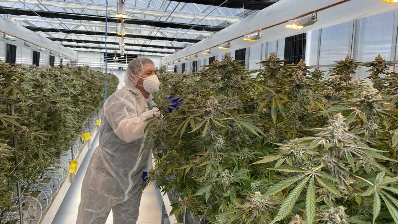 A person inspecting a crop of marijuana plants.