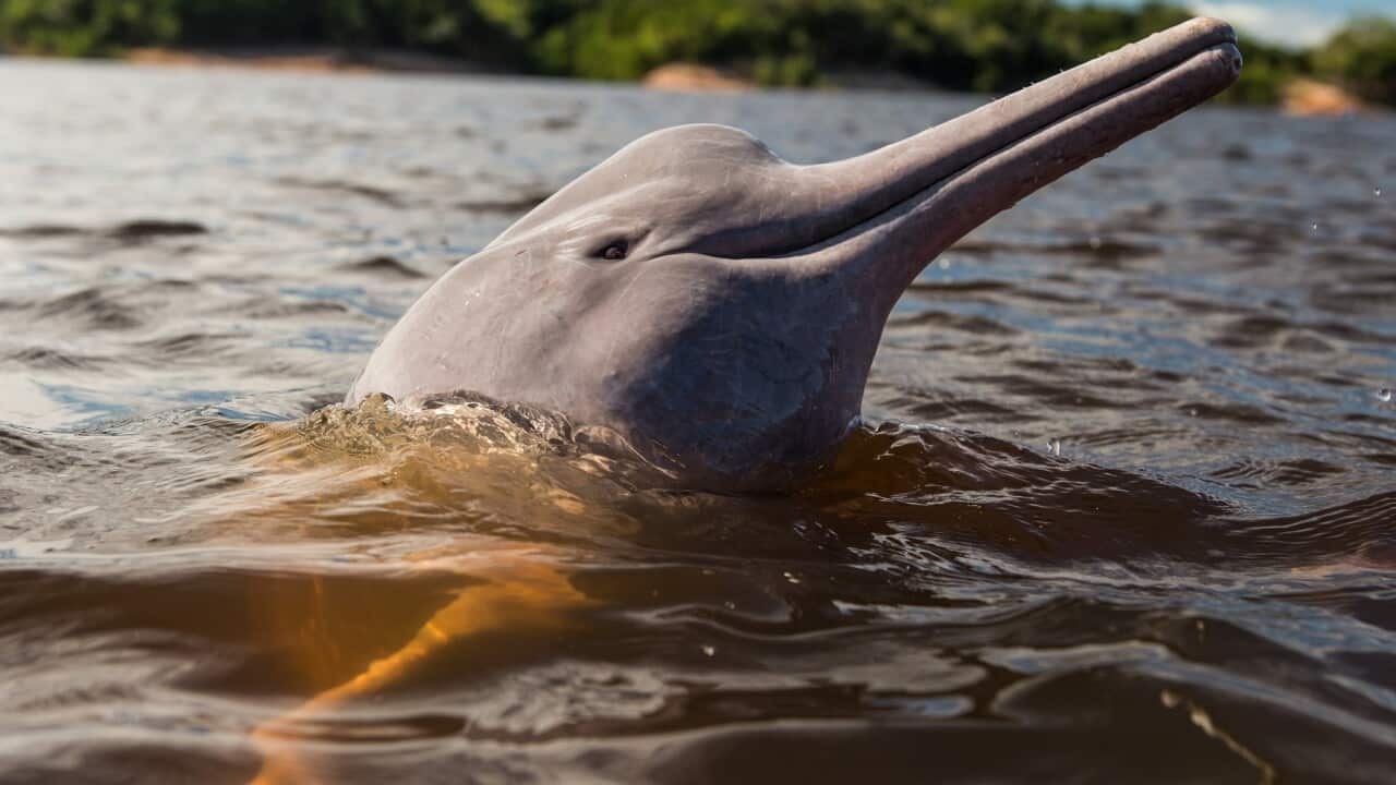 BRAZIL-WC2014-MANAUS-PINK DOLPHIN
