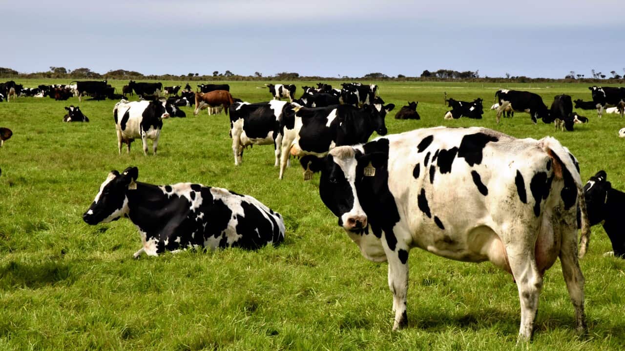 There are dire warnings from the dairy industry about the impact of supply chain pressures.