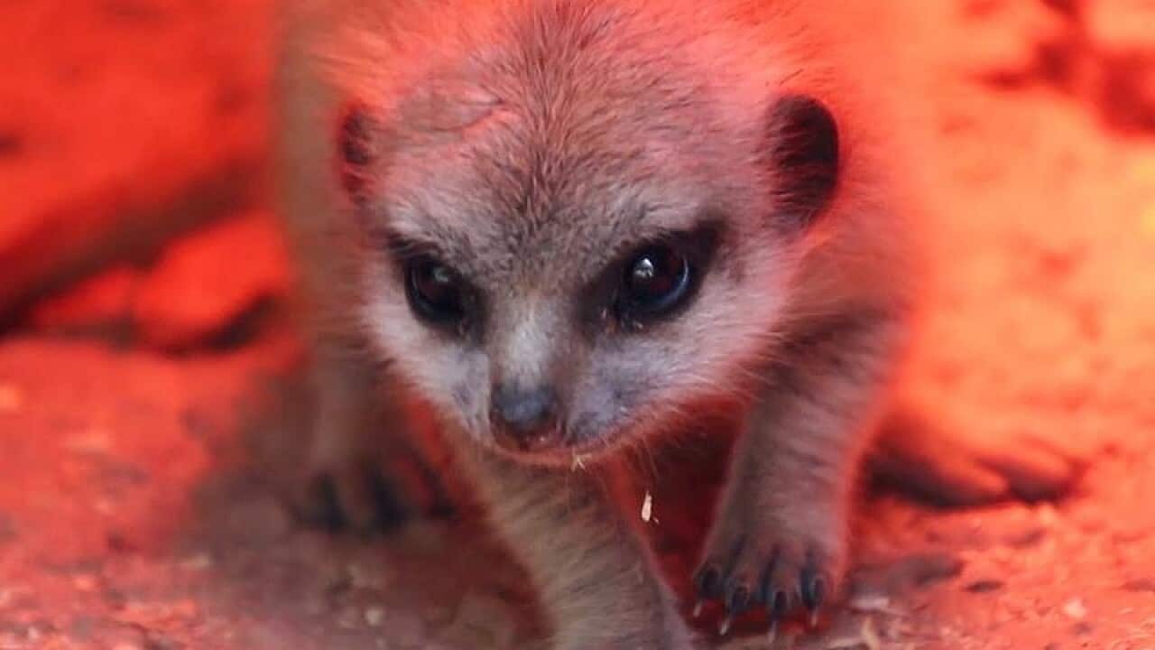 A one-month-old meerkat that has gone missing.